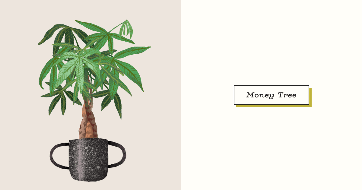 Money Tree: Plant Care Guide